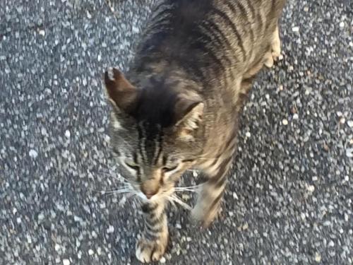 Lost Male Cat last seen Park Avenue, Freeport, NY 11520
