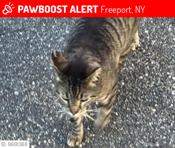 Lost Male Cat last seen Park Avenue, Freeport, NY 11520
