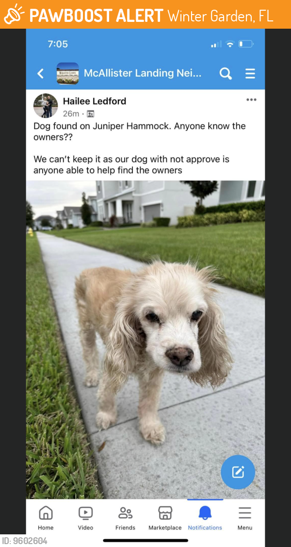 Found/Stray Unknown Dog last seen McAllister Landing , Winter Garden, FL 34787