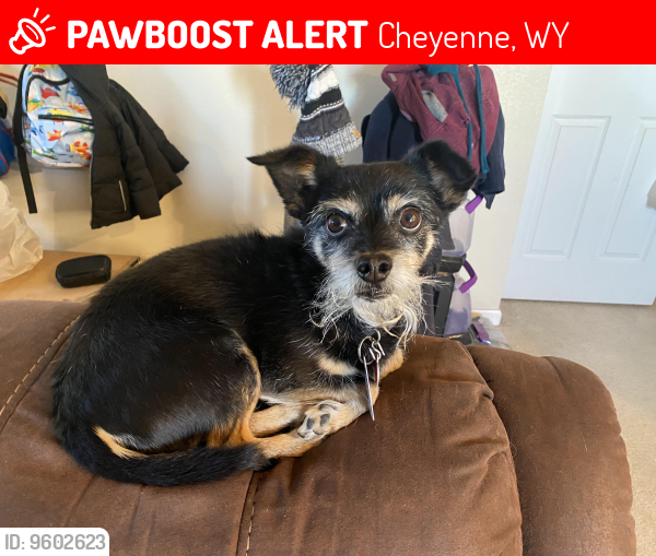 Deceased Male Dog last seen Morrie / Ave C and Fox Farm Road, Cheyenne, WY 82007