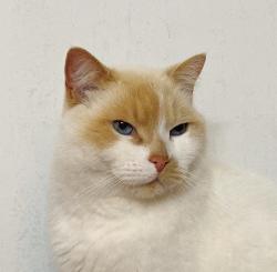 Reunited Female Cat last seen Near Irving St, San Francisco, CA 94122, USA, San Francisco, CA 94122