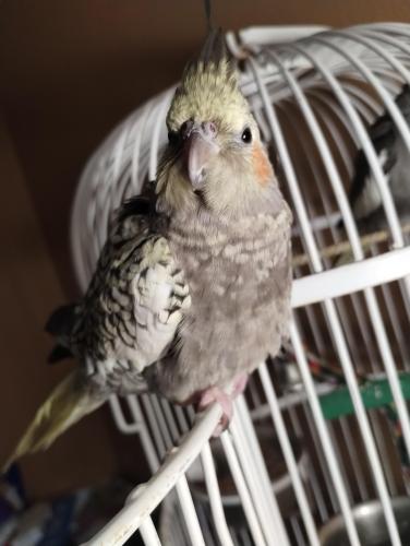Lost Unknown Bird last seen Crimson and Broadway by the circle k, Mesa, AZ 85208