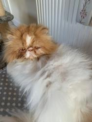 Lost Male Cat last seen Portsdown hill , Portsmouth, England 