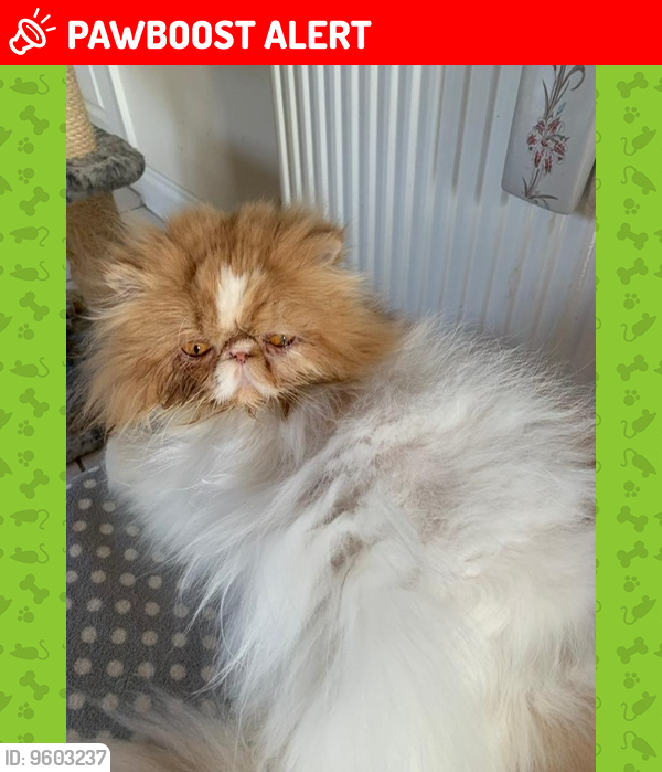 Lost Male Cat last seen Portsdown hill , Portsmouth, England 