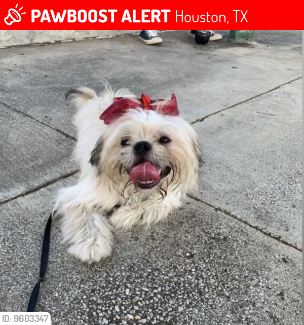 Lost Female Dog last seen Monroe and telephone rd, Houston, TX 77061