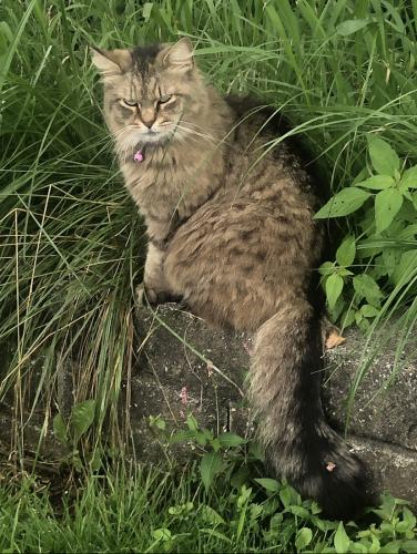 Lost Female Cat last seen Lawrence Ave & Denninger Rd, North Plainfield, NJ 07063