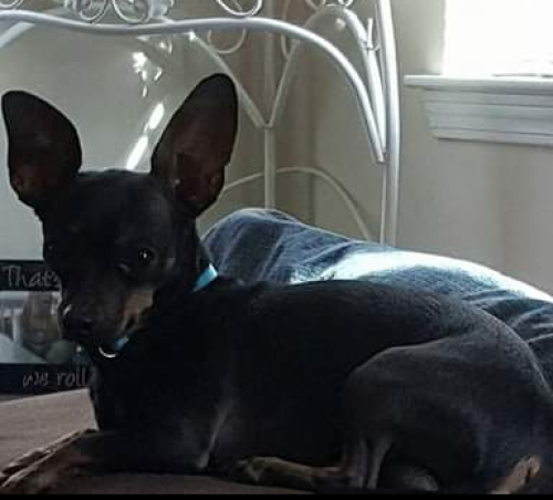 Lost Male Dog last seen Liberty Village s , Coopersburg, PA 18036