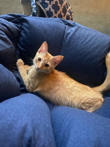 Lost Female Cat last seen The Woodlands behind Target on Two Notch Rd, Columbia, SC 29229