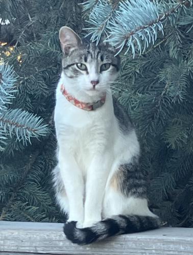Lost Male Cat last seen Hotsprings Road and Sylvester Road, Reno, NV 89521