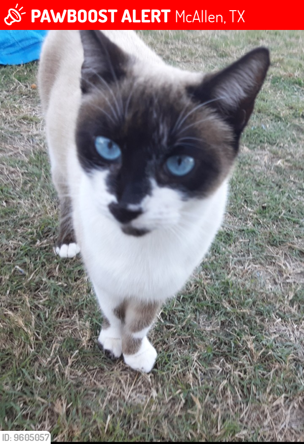 Lost Female Cat last seen N 29th St and Vine Avenue near Seguin Elementary School, McAllen, TX 78501