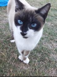 Lost Female Cat last seen N 29th St and Vine Avenue near Seguin Elementary School, McAllen, TX 78501