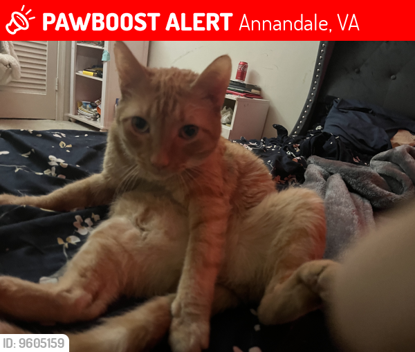 Lost Male Cat last seen Parliaments apmts safeway , Annandale, VA 22003