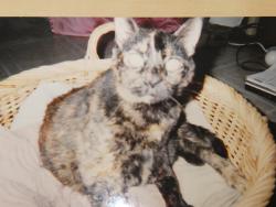 Lost Female Cat last seen Could be anywhere she jumped out of plumber's van, Houston, TX 77080