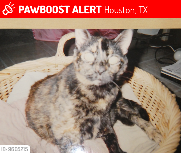 Lost Female Cat last seen Could be anywhere she jumped out of plumber's van, Houston, TX 77080