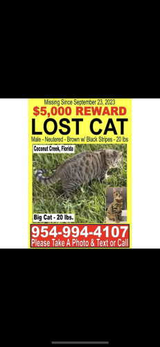 Lost Male Cat last seen Near nw 48th ave coconut creek Florida , Coconut Creek, FL 33073