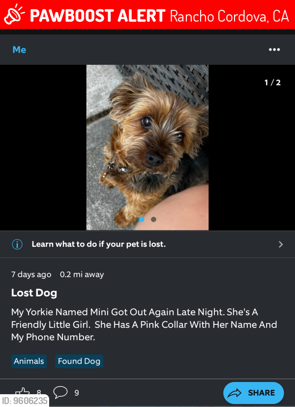 Lost Female Dog last seen Ganzan and Malaga , Rancho Cordova, CA 95670