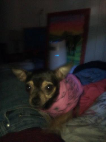 Lost Female Dog last seen Wilcox and Lynn , Indianapolis, IN 46222