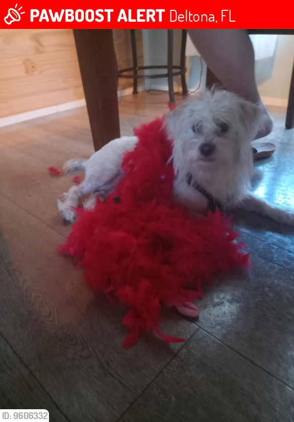 Deltona, FL Lost Female Dog, Angel Is Missing PawBoost