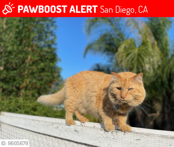 Lost Male Cat last seen Near Birchcreek Road and Adonis Court; also near Cowles Mountain, San Diego, CA 92119