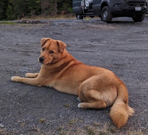 Lost Male Dog last seen Fresquez Rd & Edith Blvd, Albuquerque, NM 87113