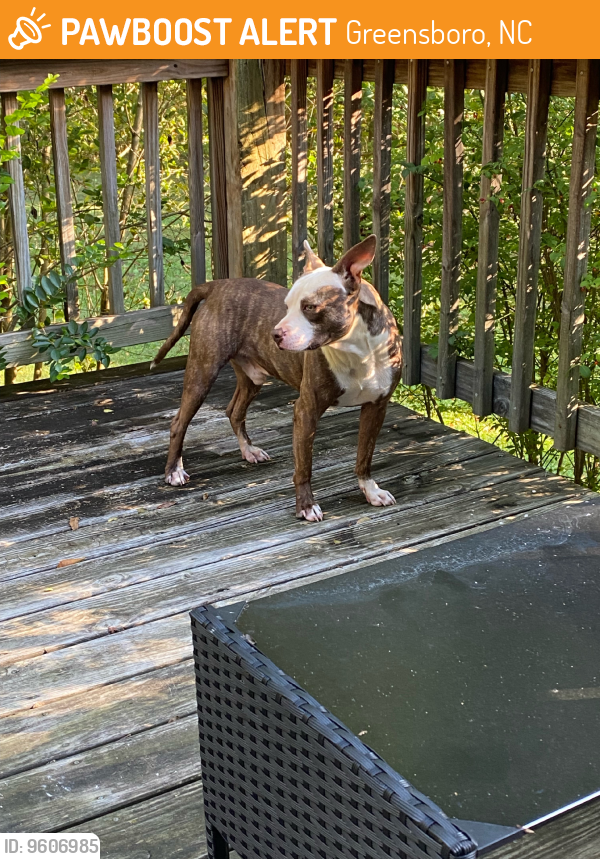 Greensboro, NC Stray Male Dog Found Near Rt 29 at able fence PawBoost