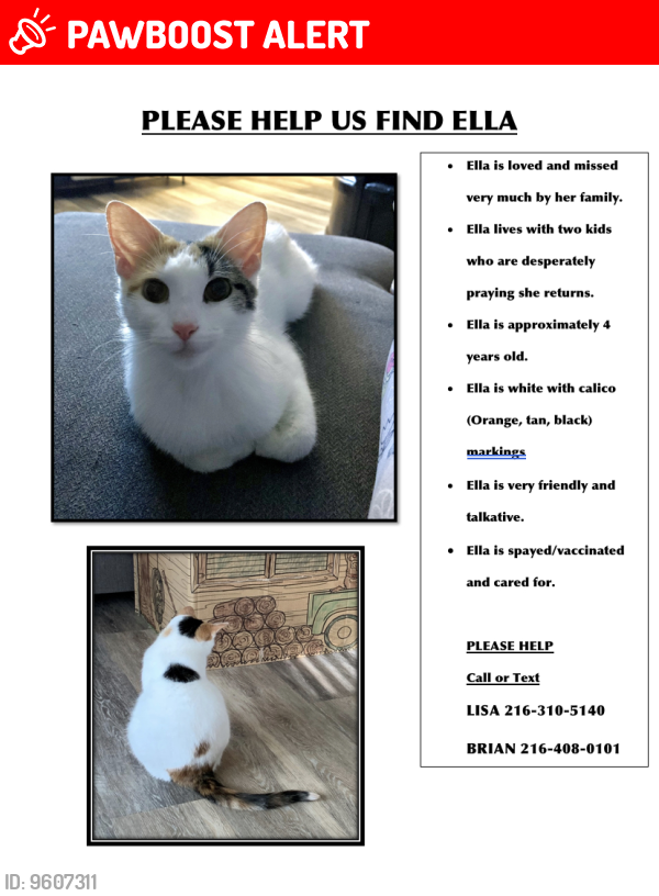 Lost Female Cat last seen Washington Park Boulevard, Newburgh Heights, OH 44105