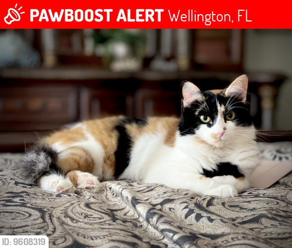 Lost Female Cat last seen Palm beach point/ aero club, Wellington, FL 33414