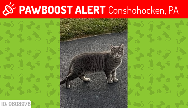 Lost Male Cat last seen Progress Dr. Conshohocken our hse backs up to WaWa on Butler Pike and Plymouth Park apmts , Conshohocken, PA 19428