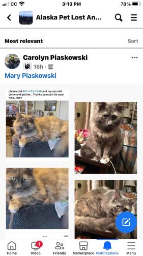 Lost Female Cat last seen Muldoon & north wind , Anchorage, AK 99504