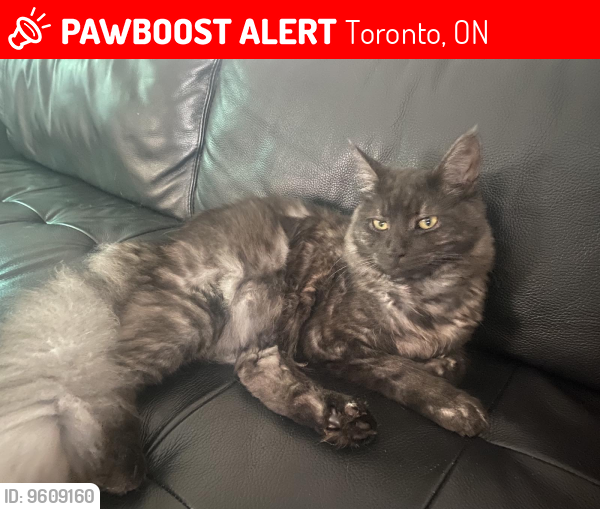 Lost Male Cat last seen Drewry Avenue&Marathon Crescent , Toronto, ON 