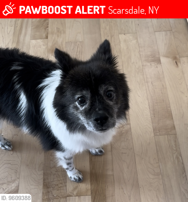 Lost Male Dog last seen New Wilmot Road across from Iona Prep, Scarsdale, NY 10583