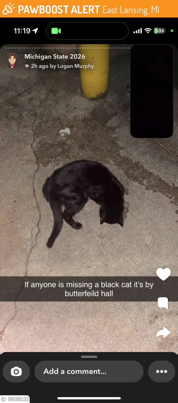 East Lansing, MI Stray Cat Found Near In my possession rn PawBoost