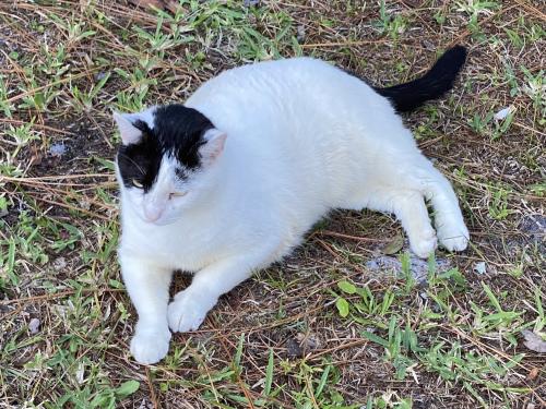 Lost Male Cat last seen Near Gilchrist Road, Jacksonville, FL 32219