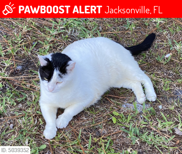 Lost Male Cat last seen Near Gilchrist Road, Jacksonville, FL 32219
