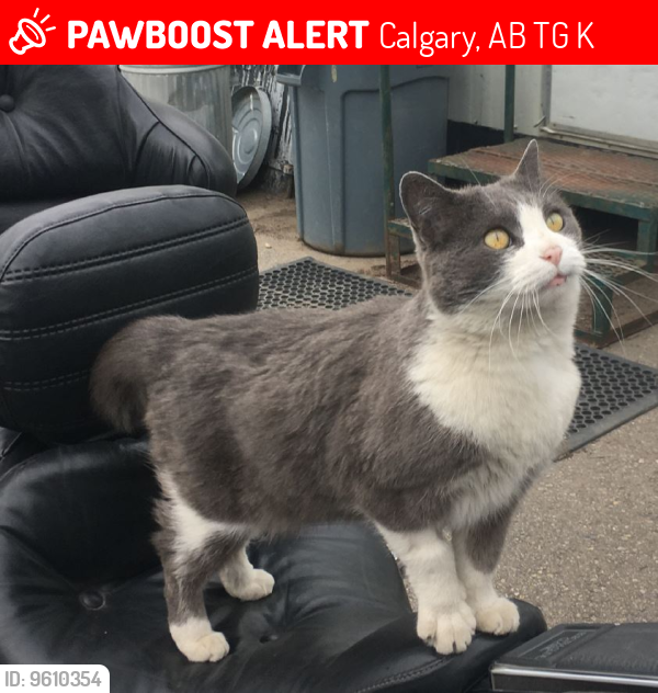 Lost Female Cat last seen Near Ogden Road and Highfield Blvd, Calgary, Calgary, AB T2G 3K4