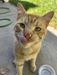 Reunited Male Cat last seen Near 18th Ave, Greeley, CO 80631, USA, Greeley, CO 80631