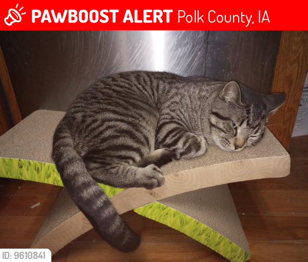 Lost Male Cat last seen Southeast Powers Drive Runnells, Ia, Polk County, IA 50237