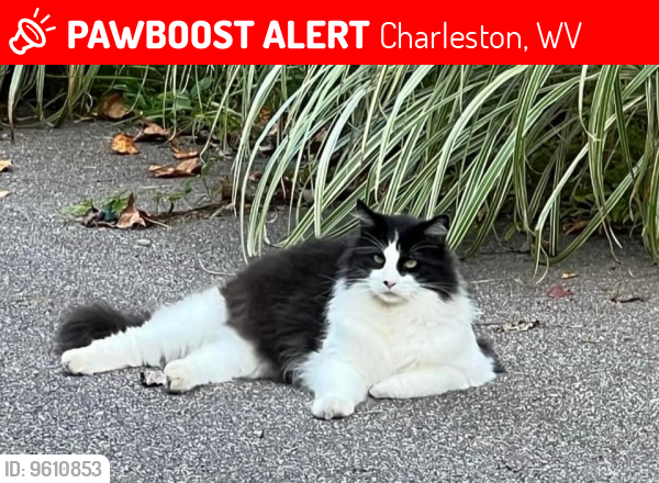 Lost Male Cat last seen Brookview Drive, Hillbrook Drive, & Doc Bailey Road, Charleston, WV 25313