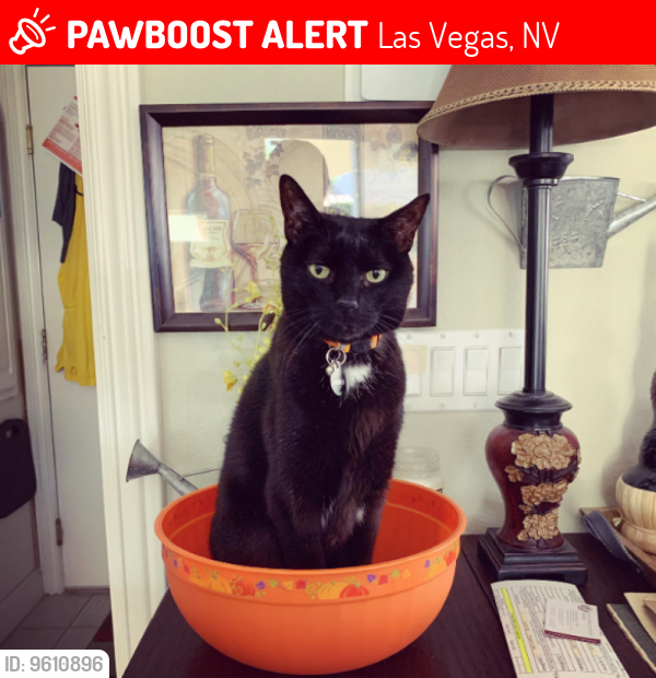 Lost Male Cat last seen Near Deer Hollow Street , Las Vegas, NV 89149