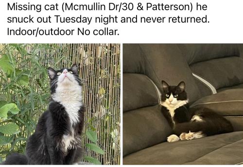 Lost Male Cat last seen Mcmullin Drive and Patterson, Fruitvale, CO 81504