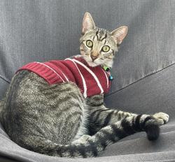 Lost Male Cat last seen Near Acacia Ave Antioch, Ca , Antioch, CA 94509