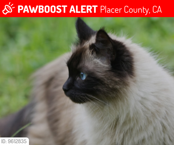 Lost Male Cat last seen E Weimar cross road , Placer County, CA 95713