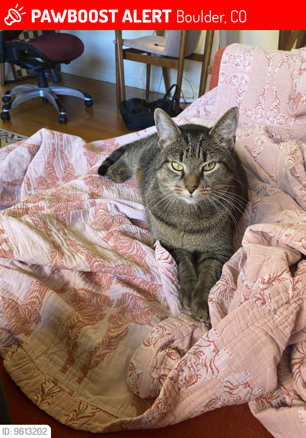 Lost Female Cat last seen 28th and Kalmia Ave, Boulder, CO 80301