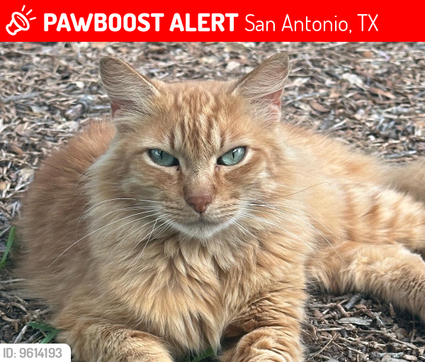 Lost Male Cat last seen Abbottswood St. in Tanglewood Subdivision, San Antonio, TX 78249