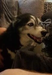 Reunited Female Dog last seen North Holland Road near Judy Miller Elementary, Mansfield, TX 76063