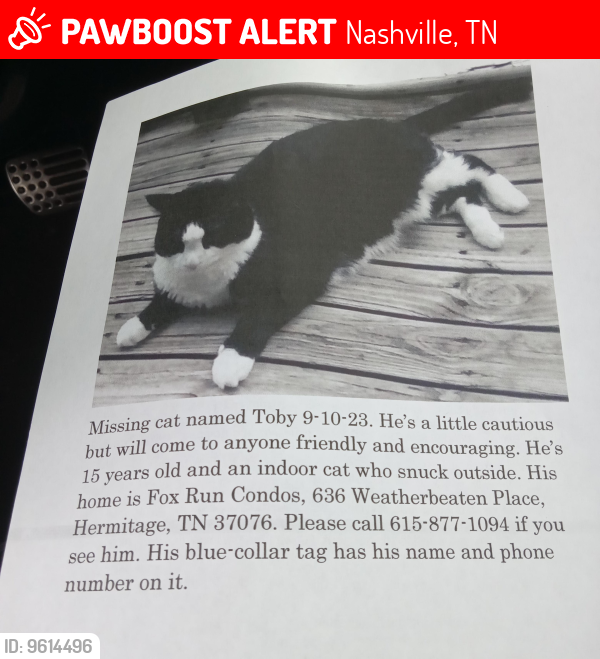 Lost Male Cat last seen Near weatherbeaten Pl, Hermitage Tenn, Nashville, TN 37076