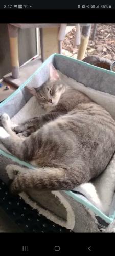 Lost Female Cat last seen Brantley Terrace Way , Altamonte Springs, FL 32714