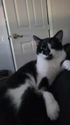 Lost Male Cat last seen Brantley Terrace Way , Altamonte Springs, FL 32714