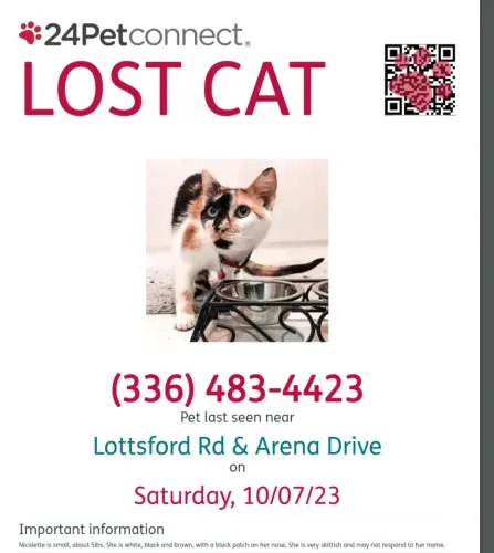 Lost Female Cat last seen Arena Drive, Upper Marlboro, MD 20774