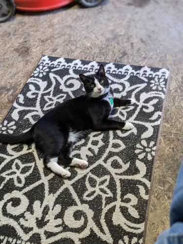 Lost Male Cat last seen Peachtree Rock Road and #6 at 302, Lexington, SC 29073